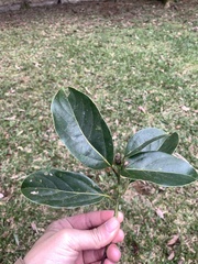 Cinnamomum micranthum