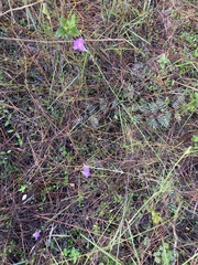 Agalinis fasciculata