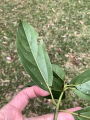 Cinnamomum micranthum