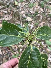 Cinnamomum micranthum