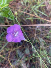 Agalinis fasciculata