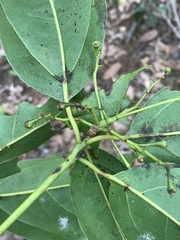 Cinnamomum micranthum