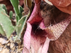 Stapelia gigantea