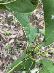 Cinnamomum micranthum