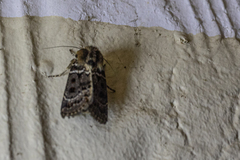 Proteuxoa sanguinipuncta
