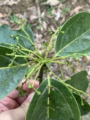 Cinnamomum micranthum