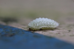 Dalceridae
