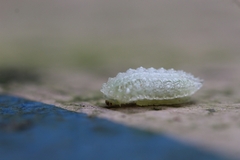 Dalceridae