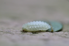 Dalceridae