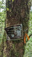 Cinnamomum micranthum