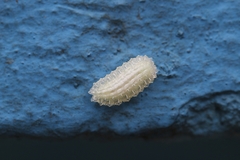 Dalceridae