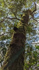 Cinnamomum micranthum