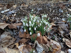 Galanthus