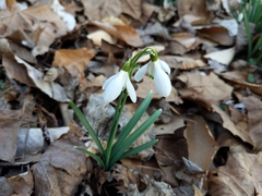 Galanthus