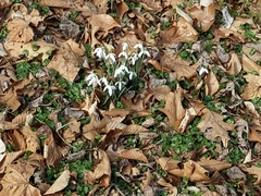 Galanthus