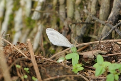 Leptosia nina