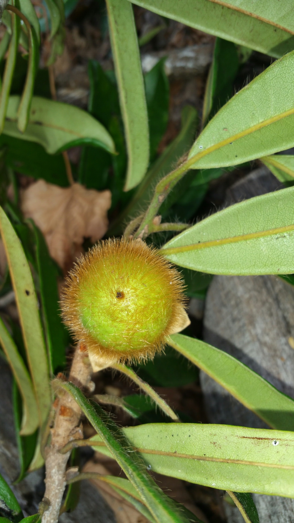 Diospyros vescoi