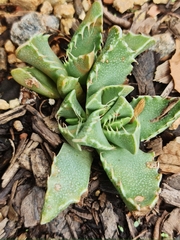 Faucaria