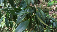 Pyrenaria microcarpa