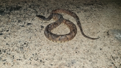 Bothrops moojeni