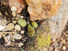 Adromischus umbraticola