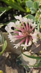 Trifolium clypeatum