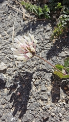 Trifolium clypeatum