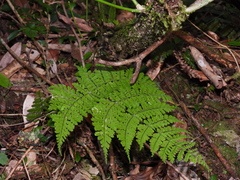 Dryopteris paleolata