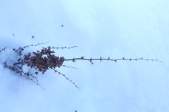 Rumex pseudonatronatus