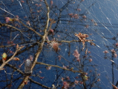 Cyrtophora exanthematica