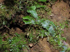 Conocephalum conicum