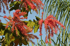 Triplaris americana