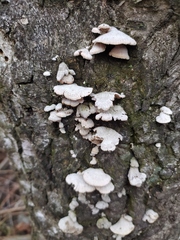 Schizophyllum commune