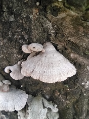 Schizophyllum commune