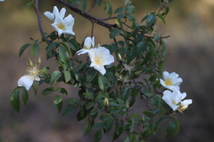 Rosa abyssinica