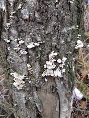 Schizophyllum commune