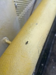 Phoridae