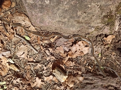 Thaumetopoea pityocampa