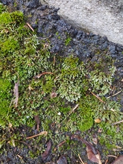 Bryum argenteum