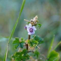 Malva sylvestris