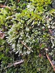 Bryum argenteum