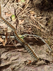 Thaumetopoea pityocampa