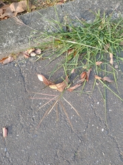 Digitaria ciliaris