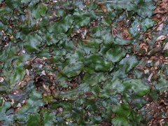 Conocephalum conicum