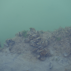 Mytilus galloprovincialis