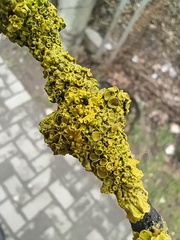Xanthoria parietina