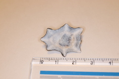 Patelloida saccharina