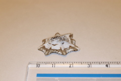 Patelloida saccharina