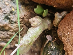 Adromischus umbraticola