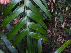 Polystichum integripinnum